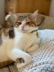 2 years old beautiful side view Ms. Macaron, Japanese tabby year 2022 summer