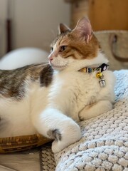 2 years old beautiful side view Ms. Macaron, Japanese tabby year 2022 summer