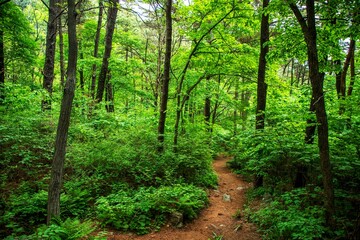 Fototapeta premium 청계산 등산로