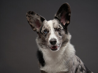 marble welsh corgi cardigan on a brown background. Funny Spotted Pet