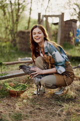 A woman farmer holds a chicken and looks at it to check the health and general condition of the bird on her home farm in the outdoor pen  © SHOTPRIME STUDIO