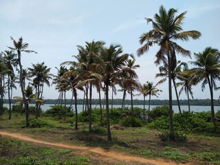 Fototapeta na wymiar Coconut palm trees (Cocos nucifera)