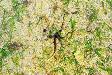 Snake starfish or Ophiuroidea in its native mid-ocean habitat next to seaweed