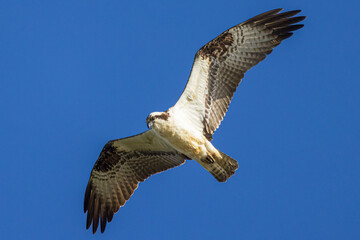 A wild osprey hunting for fish in the morning in Longmont, Colorado.