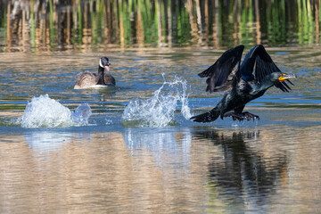 A wild cormorant flying around a lake at a state park in Longmont, Colorado.
