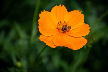 bee caring for the environment