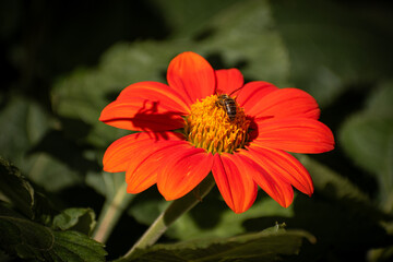 bee caring for the environment