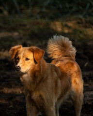 guardian dog posing