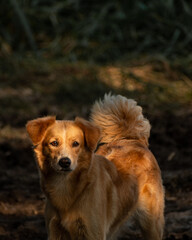 Fototapeta na wymiar guardian dog posing