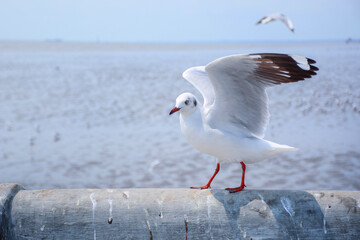 seagull on a post