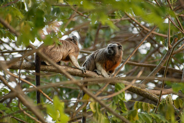 family of titis monkeys playing in the trees