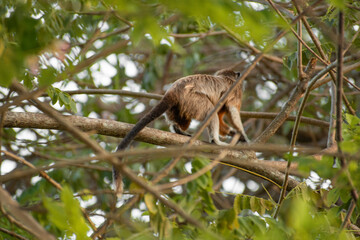family of titis monkeys playing in the trees