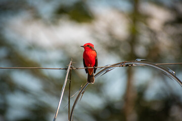 red bird posing