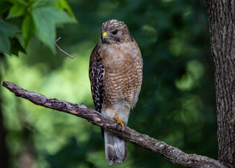 bird of prey, hawk perched on tree limb looking to the right