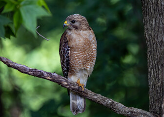 bird of prey, hawk perched on tree limb, side profile of head and beak