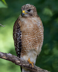 bird of prey, hawk perched on tree limb looking to the right