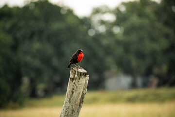 black bird with red posing in the middle of the field