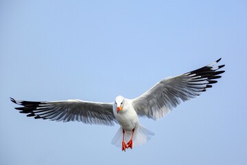 red headed gull