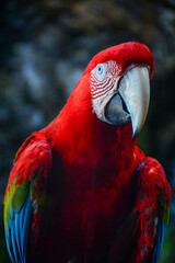 red and yellow macaw