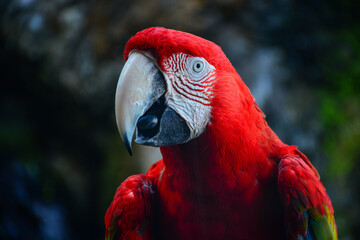 red and yellow macaw