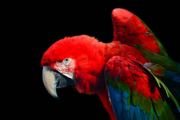 red and yellow macaw