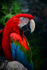 red and yellow macaw
