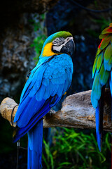 blue and yellow macaw