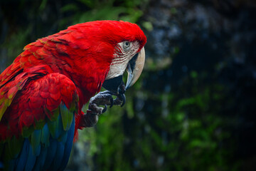 red and yellow macaw