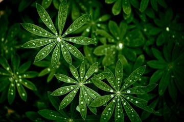 Green Leaf With Dew Drops