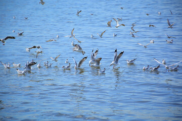 flock of seagulls