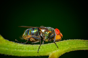 fly on leaf