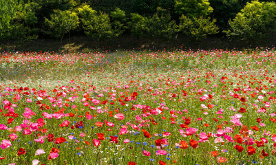 장성 황룡강 강변 노랑꽃 축제장의 아름다운 꽃밭