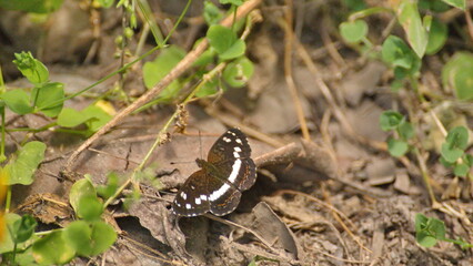 Brown and white butterfly on the ground in the Intag Valley outside of Apuela, Ecuador