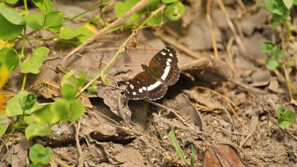 Brown and white butterfly on the ground in the Intag Valley outside of Apuela, Ecuador