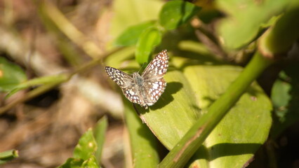 Brown and white butterfly on a leaf in the Intag Valley outside of Apuela, Ecuador