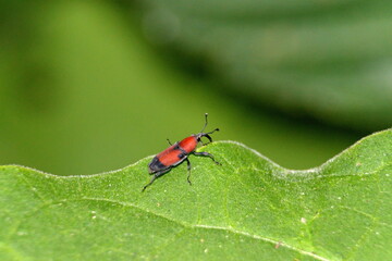 Orange and black weevil on a leaf in the Intag Valley outside of Apuela, Ecuador