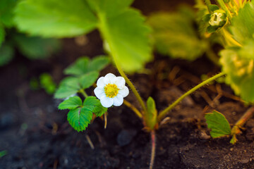Very beautiful blooming strawberry flower with white petals, close-up. Strawberries in the vegetable garden on a spring evening