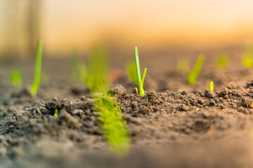 Evening garden bed with growing young green onions close-up. Dawn and sunset lighting