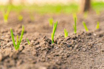 Evening garden bed with growing young green onions close-up. Dawn and sunset lighting