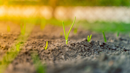 Green onion sprouts in the soil close-up at sunset lighting. Growing herbs in the home garden