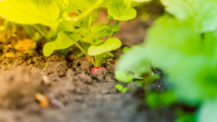 Ripe red radish root crop in the soil close-up at sunset lighting. Harvest of radishes in the home vegetable garden