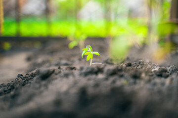 Young seedlings of tomatoes are planted in the soil of the vegetable garden close-up