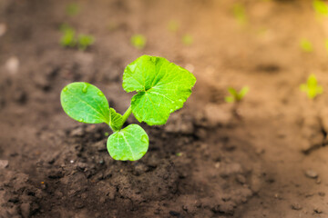 Beautiful green plants of a growing zucchini in a garden bed, young sprouts in dew drops in spring. Close-up