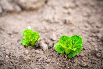Young green germinal leaves of a potato close-up in a garden bed