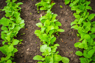 Garden bed with growing radishes. Green radish leaves growing in rows in the soil