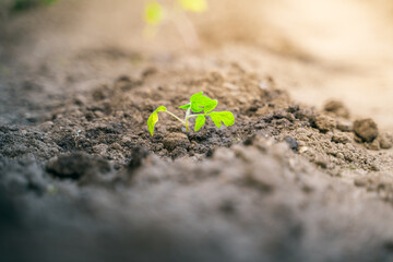 Young sprout of a tomato close-up in a garden bed at sunset