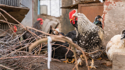 A stern serious rooster looks at the camera close-up against the background of chickens