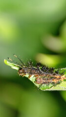 Spiny caterpillar on a leaf in the Intag Valley outside of Apuela, Ecuador
