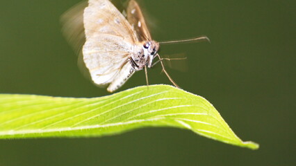 Brown butterfly flapping its wings on a leaf in the Intag Valley outside of Apuela, Ecuador