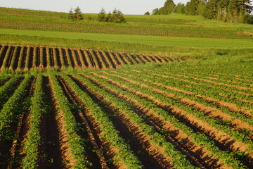 Fototapeta na wymiar Potato fields, South Granville, Prince Edward Island, Canada